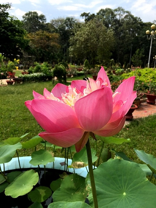 TMV